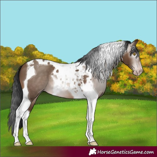 Horse Color:Gray Sable Champagne Tobiano 