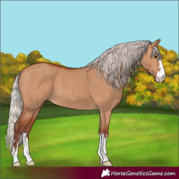 Horse Color:Chocolate Silver Bay Dun 