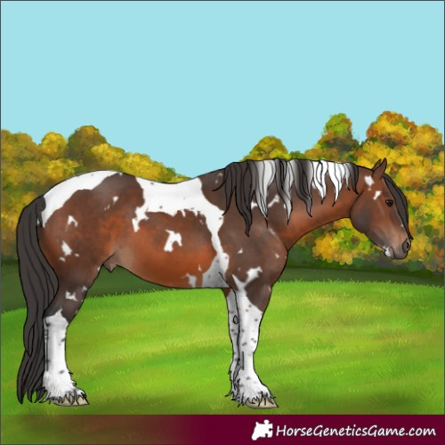 Horse Color:White Spotted Brown Tobiano 