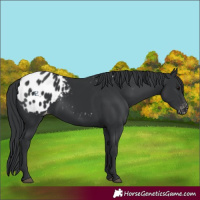 Horse Color:Black Appaloosa