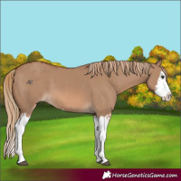 Horse Color:Red Dun Splash and Red Dun Splash