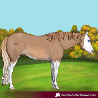 Horse Color:Red Dun Splash 
