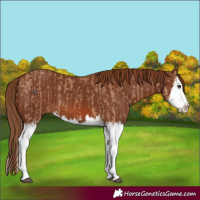 Horse Color:Red Dun Splash  and Chestnut Splash 