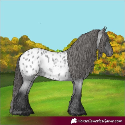 Horse Color:Blue Roan Appaloosa 
