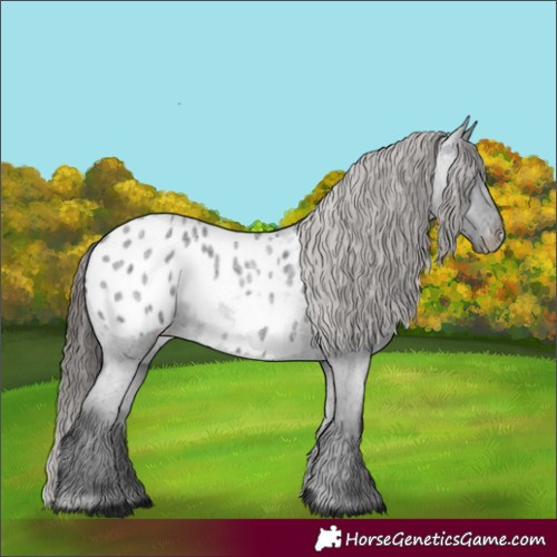 Horse Color:Blue Roan Appaloosa 