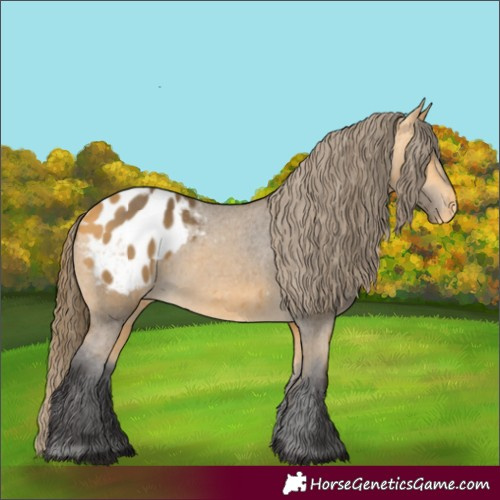 Horse Color:Buckskin Appaloosa 