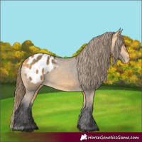 Horse Color:Buckskin Appaloosa