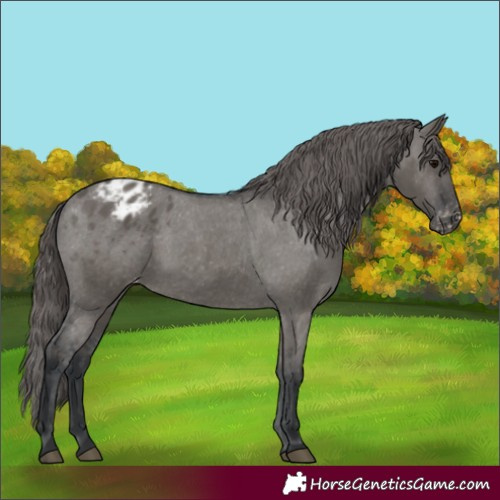 Horse Color:Grullo Appaloosa 