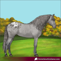 Horse Color:Grullo Appaloosa 