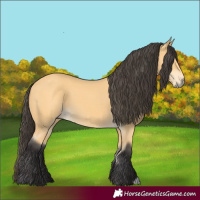 Horse Color:Buckskin 