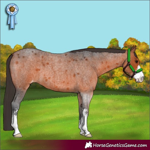 Horse Color:Bay Roan Sabino Appaloosa