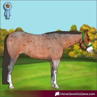 Horse Color:Bay Roan Sabino Varnish 