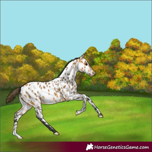 Horse Color:Buckskin Appaloosa Rabicano 