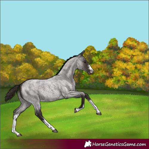 Horse Color:Liver Red Roan Sabino