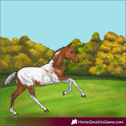 Horse Color:Silver Bay Tobiano Appaloosa Rabicano