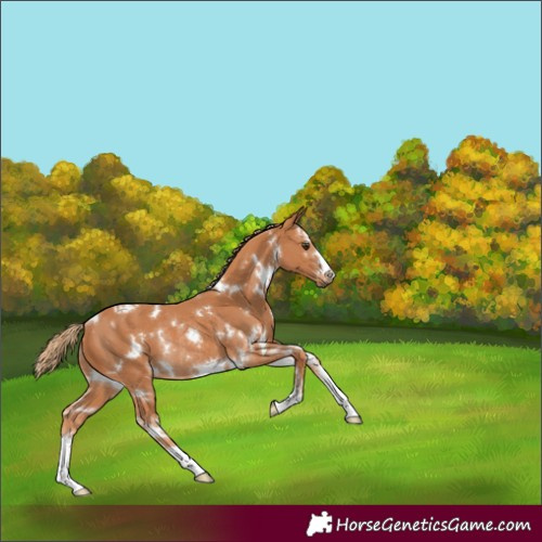 Horse Color:White Spotted Chestnut Rabicano 