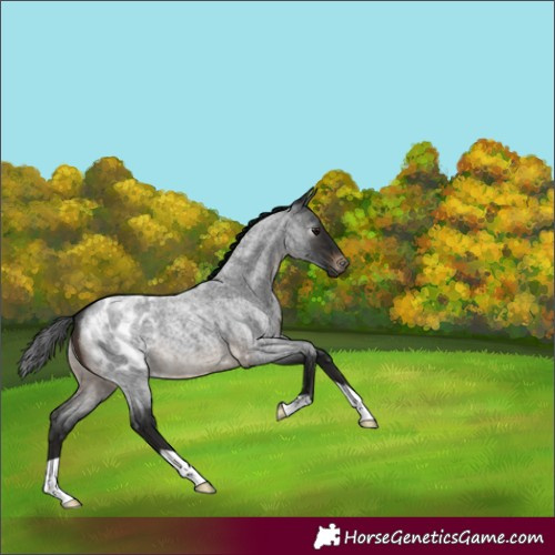 Horse Color:Gray Brown Roan Appaloosa 