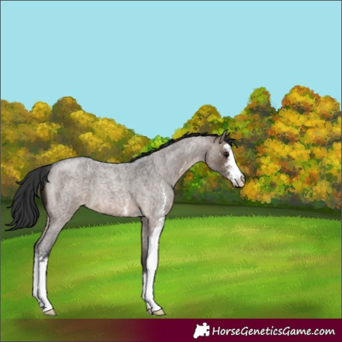 Horse Color:Brown Roan Dun Sabino