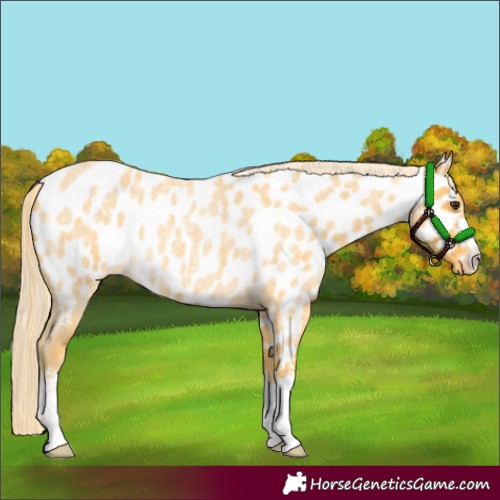 Horse Color:Palomino Roan Appaloosa 
