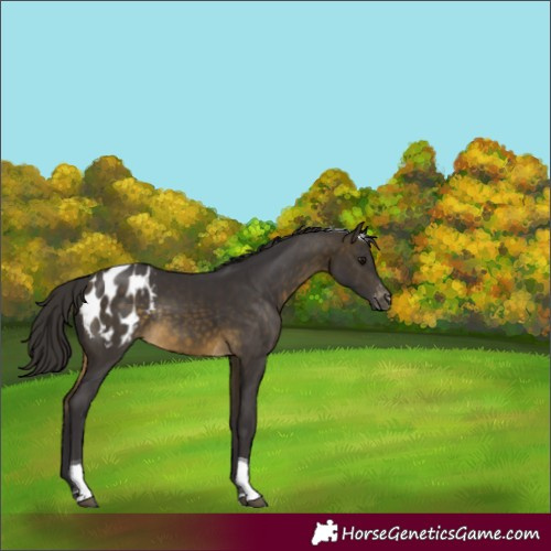 Horse Color:Buckskin Tobiano Blanket Rabicano