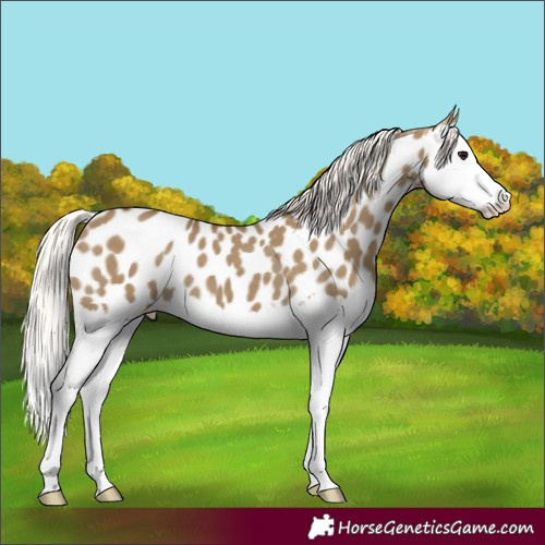 Horse Color:Silver Smoky Grullo Splash Appaloosa