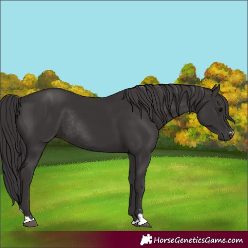 Horse Color:Unknown 