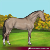 Horse Color:Liver Red Dun Tobiano Rabicano 