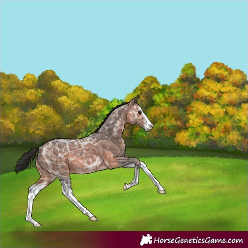 Horse Color:White Spotted Brown Ice