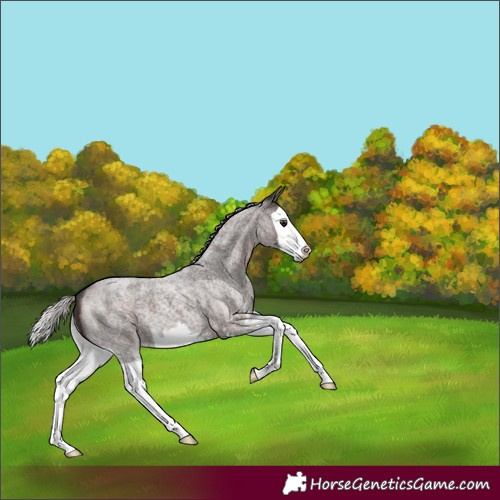 Horse Color:Silver Brown Roan Sabino Splash