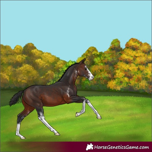 Horse Color:Brown Sabino 
