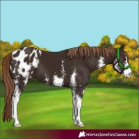 Horse Color:Liver Chestnut Sabino Appaloosa 