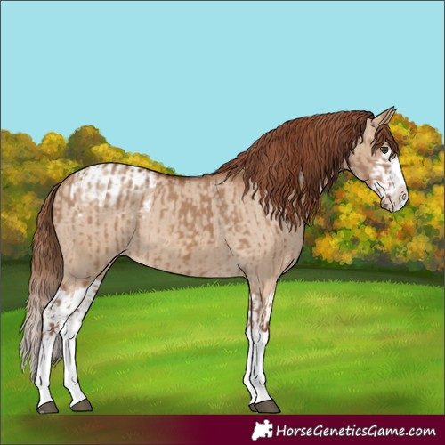 Horse Color:Red Dun Splash  and Red Dun Splash Appaloosa 