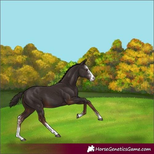 Horse Color:Liver Chestnut Sabino