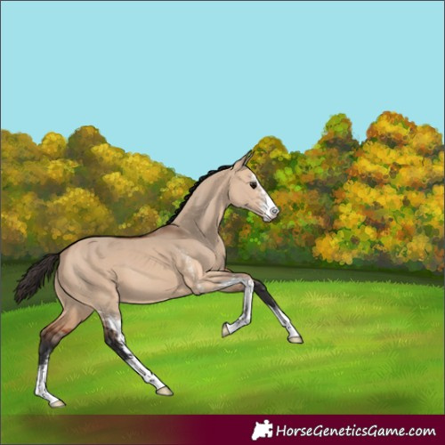 Horse Color:Bay Dun Sabino