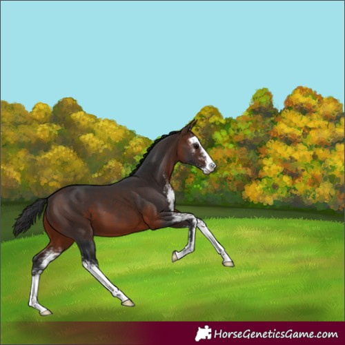 Horse Color:Brown Sabino 