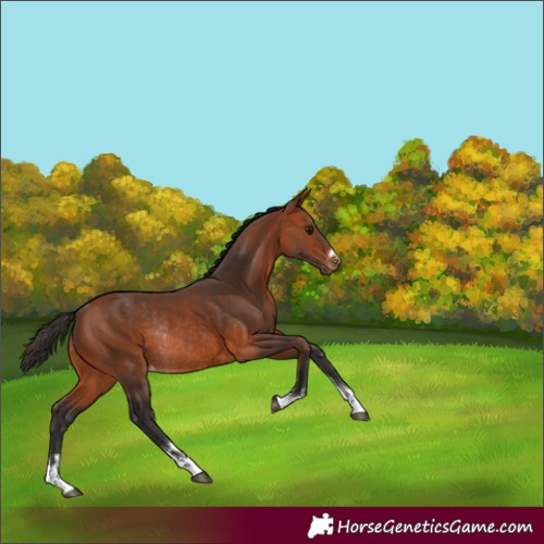 Horse Color:Bay Varnish Rabicano 