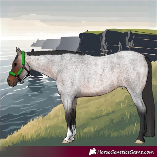 Horse Color:Brown Roan 