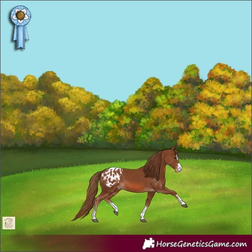Horse Color:Chestnut Blanket 