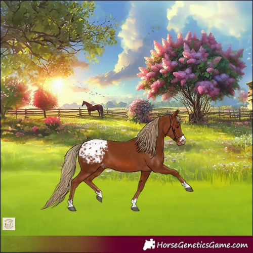 Horse Color:Chestnut Blanket 