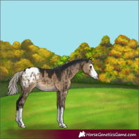 Horse Color:Gray White Spotted Silver Brown Dun Appaloosa Brindle