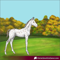 Horse Color:Liver Red Dun Sabino Appaloosa 