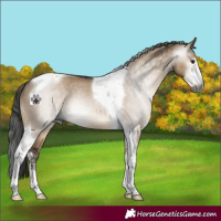 Horse Color:Gray Brown Dun Sabino Tobiano