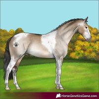 Horse Color:Gray Brown Dun Sabino Tobiano 