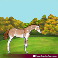 Horse Color:Red Dun Sabino
