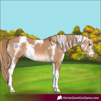 Horse Color:Red Dun Sabino 