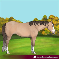 Horse Color:Amber Champagne Splash 