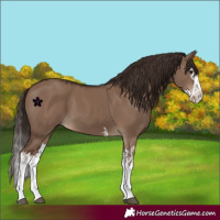 Horse Color:Liver Red Dun Splash  and Liver Red Dun Splash 