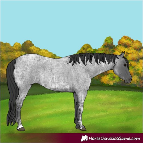 Horse Color:Blue Ice Roan Rabicano 