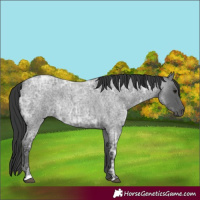 Horse Color:Blue Ice Roan Rabicano