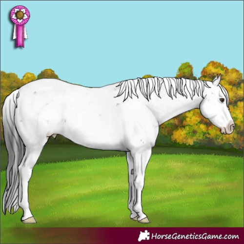 Horse Color:Liver Chestnut Sabino Rabicano 